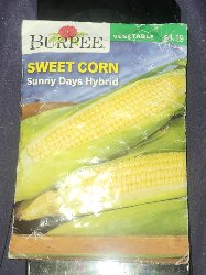 6/pks Burpee Yellow Sweet Corn "sunny Days Hybrid" Vegetable Seeds 2019